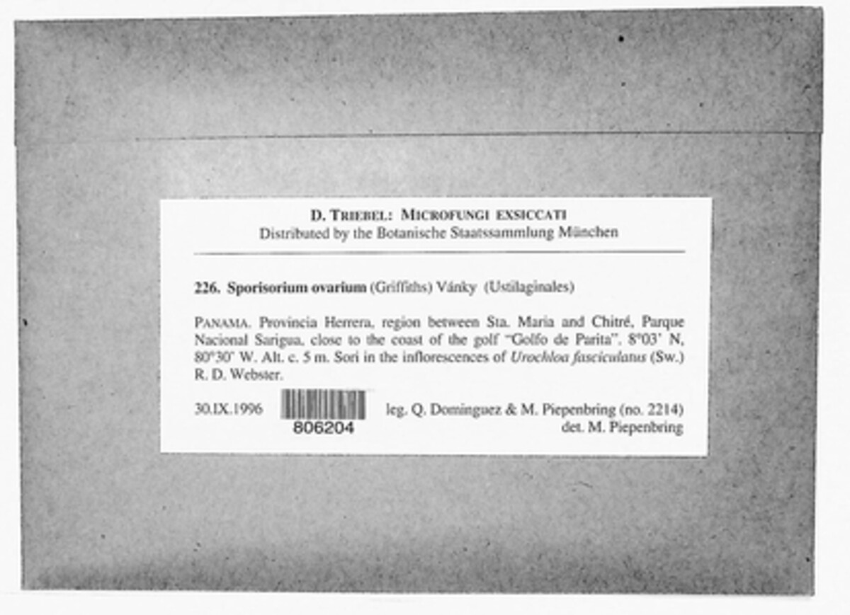 Anthracocystis ovaria image